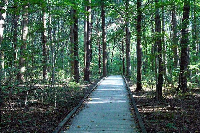 A wooden boardwalk through a dense forest with sunlight filtering through the trees.