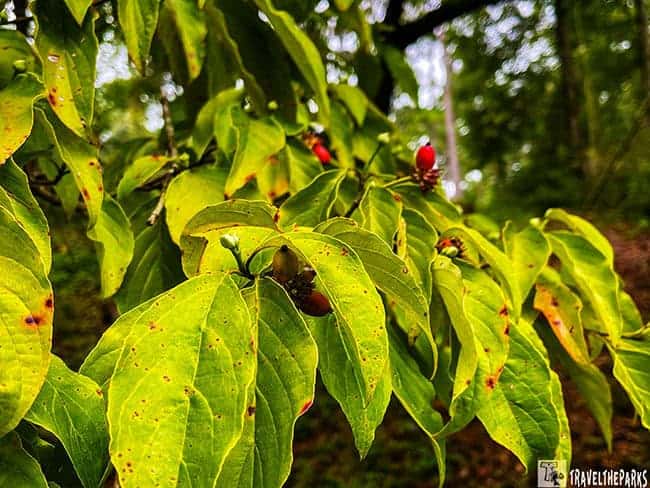 Green leaves with red berries at Stephen Foster Folk Cultural State Park.