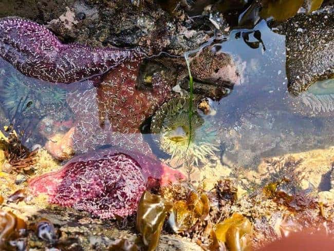 Tidal Pool with colorful anemones, urchins and starfish