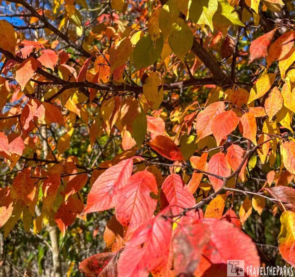 Close-up of tree branches with red, orange, and yellow autumn leaves.