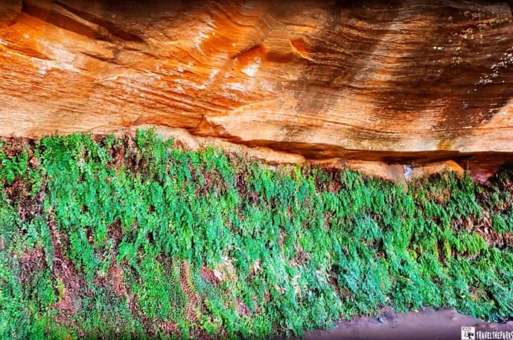 Rock formation with orange-brown sandstone above and green ferns below.