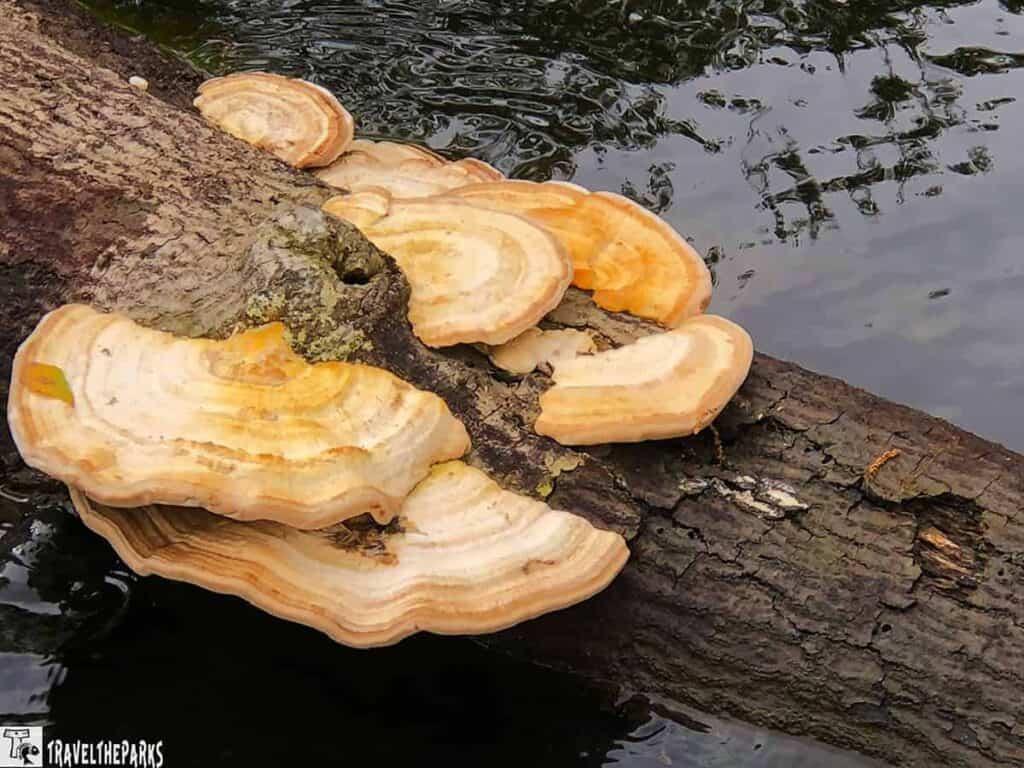 Bracket fungi growing on a fallen tree trunk in water.