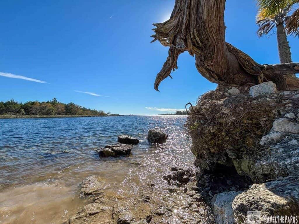 A tree trunk overhanging a tranquil, sparkling body of water under a clear blue sky.