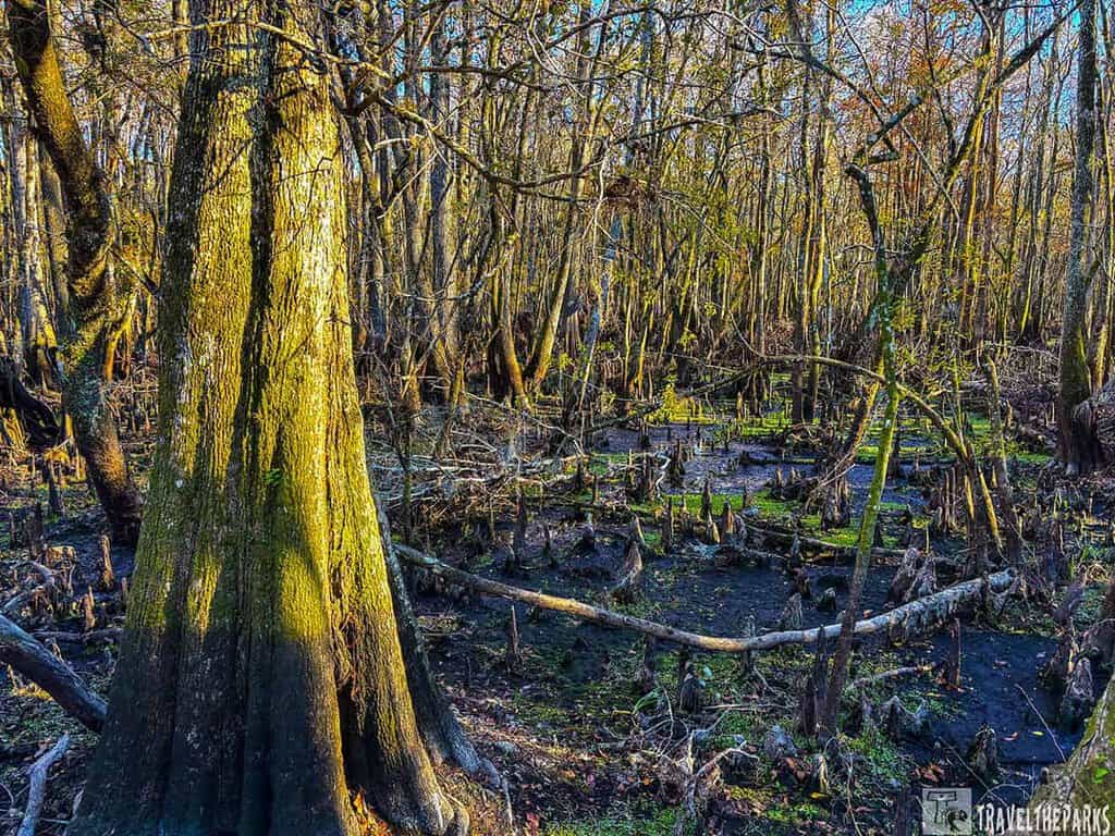 A swamp forest with tall trees, a large mossy tree trunk in the foreground, and scattered branches and stumps on the dark, mossy ground at Manatee Springs Sate Park.