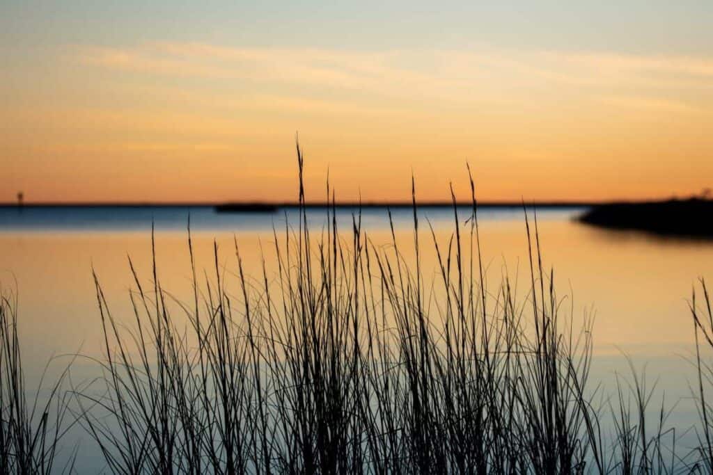 Silhouetted grasses against a sunset over calm water at Davis Bayou.