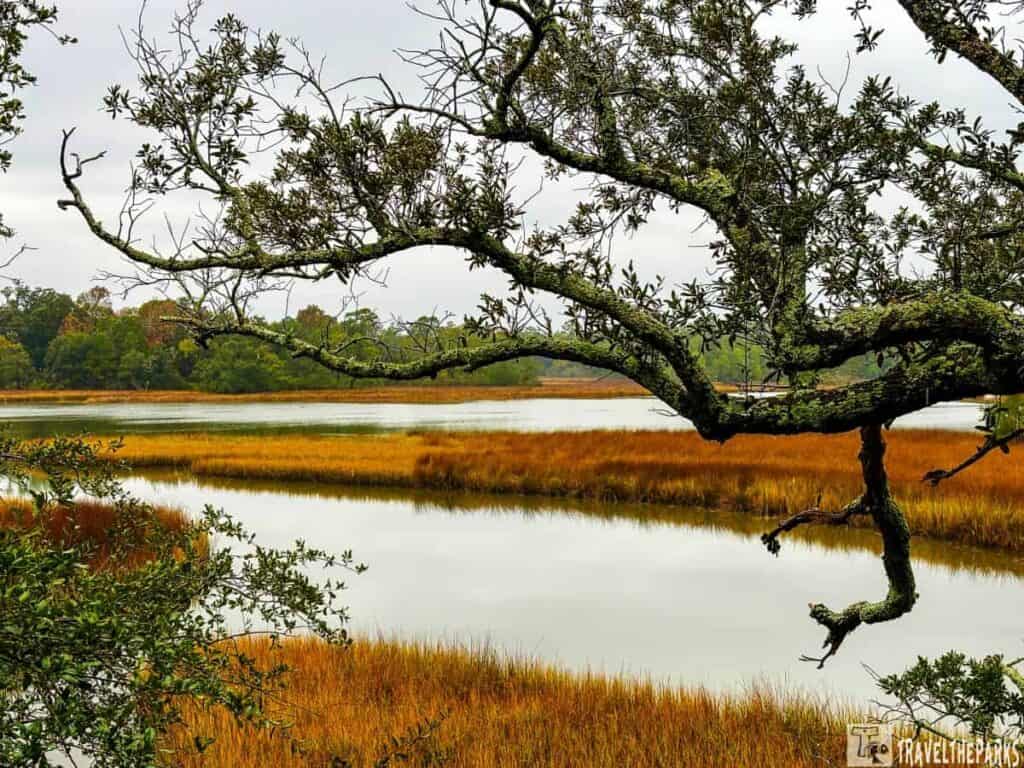 Tree branch over a bayou with marsh grass and trees in the background.