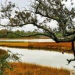 Tree branch over a bayou with marsh grass and trees in the background.