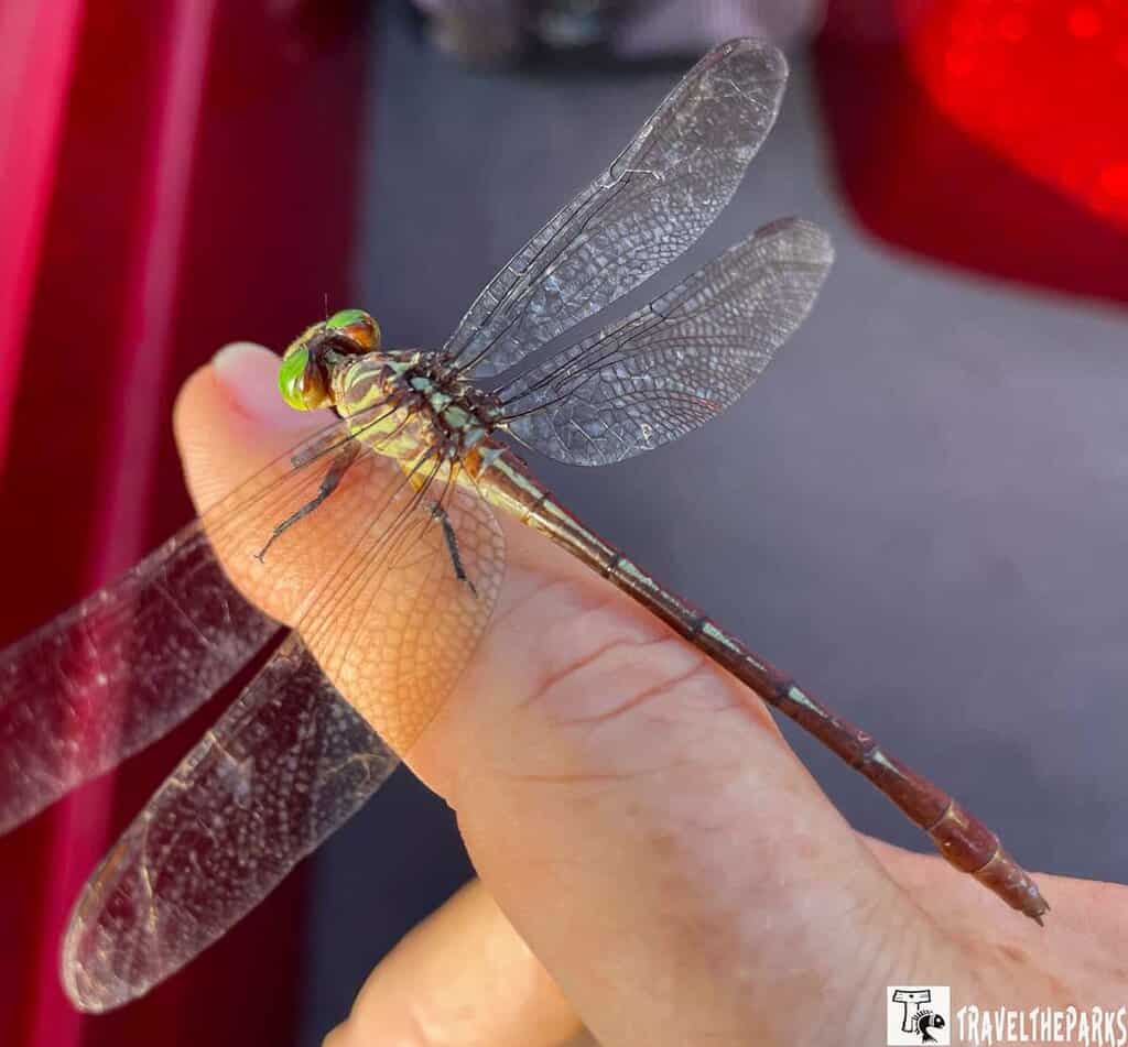 Close-up of a dragonfly with green eyes perched on a finger.
