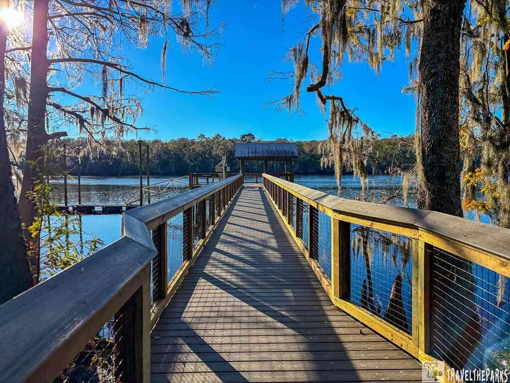 A wooden boardwalk along the Suwannee River with trees draped in Spanish moss under a clear blue sky.