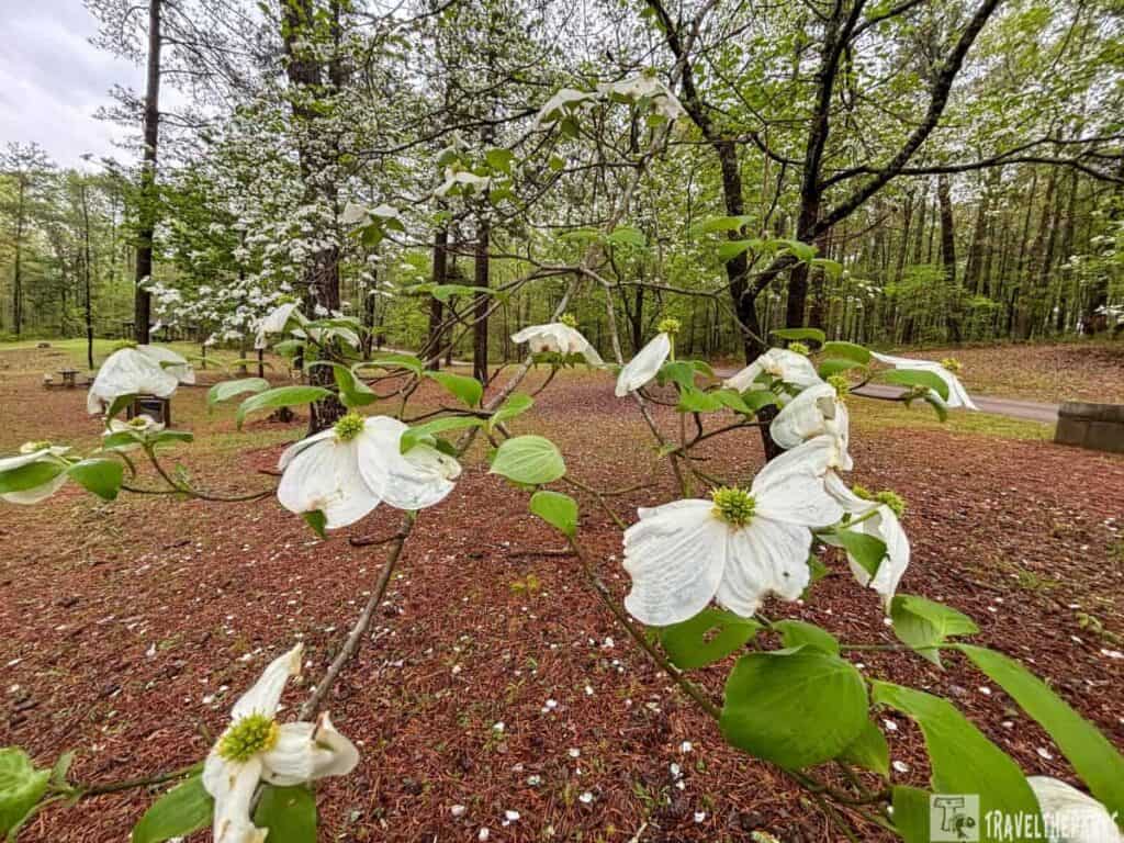 Close-up of white dogwood flowers in a forested park.