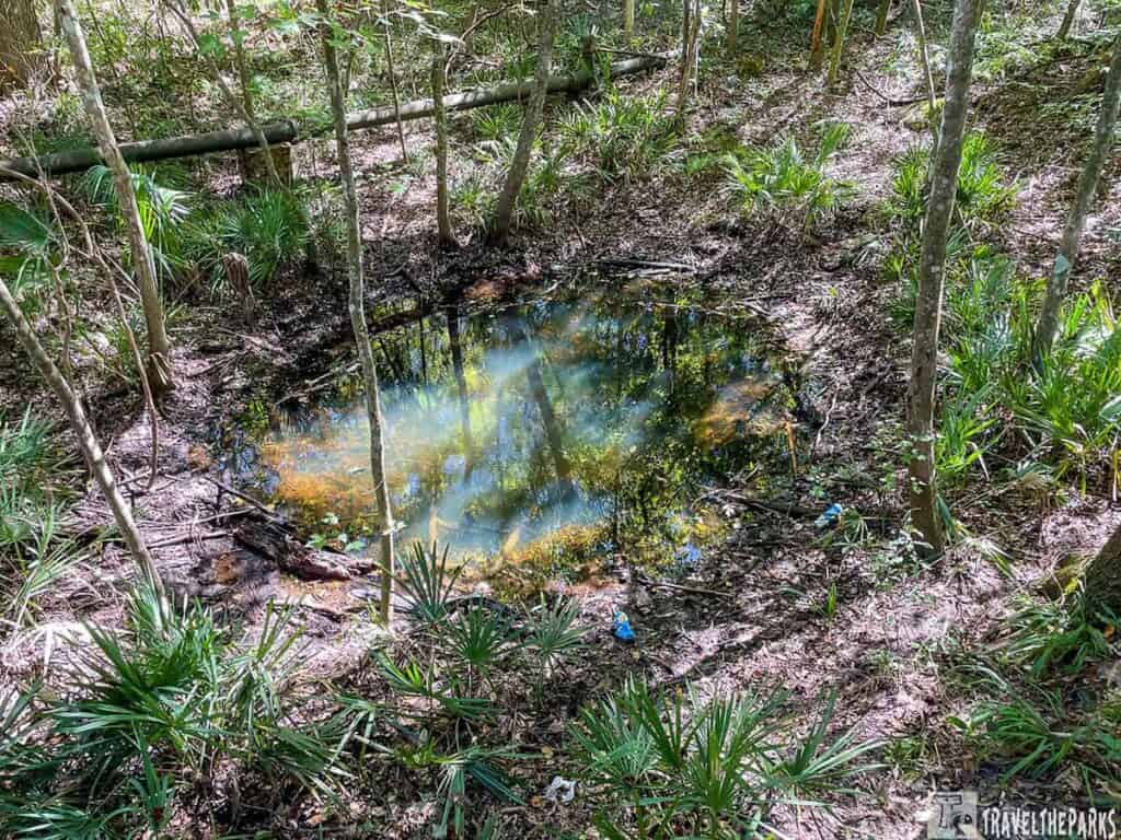 A small, reflective sinkhole pond in a forest with surrounding trees and green undergrowth.