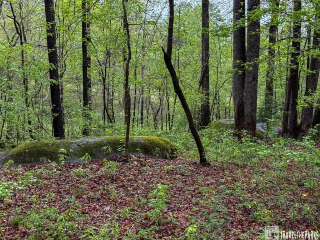 A serene forest with tall trees and moss-covered rocks.