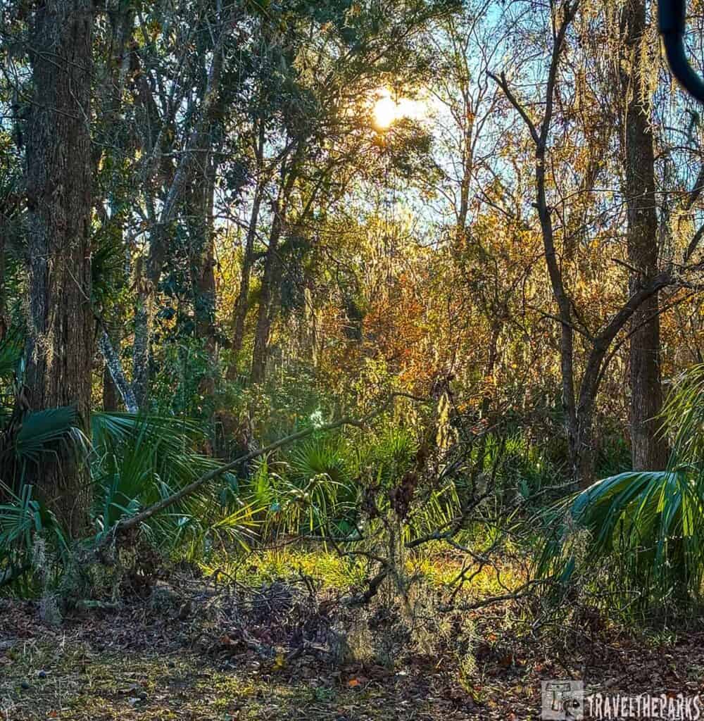 Sunlight filtering through trees in a wooded area at Manatee Springs State Park.
