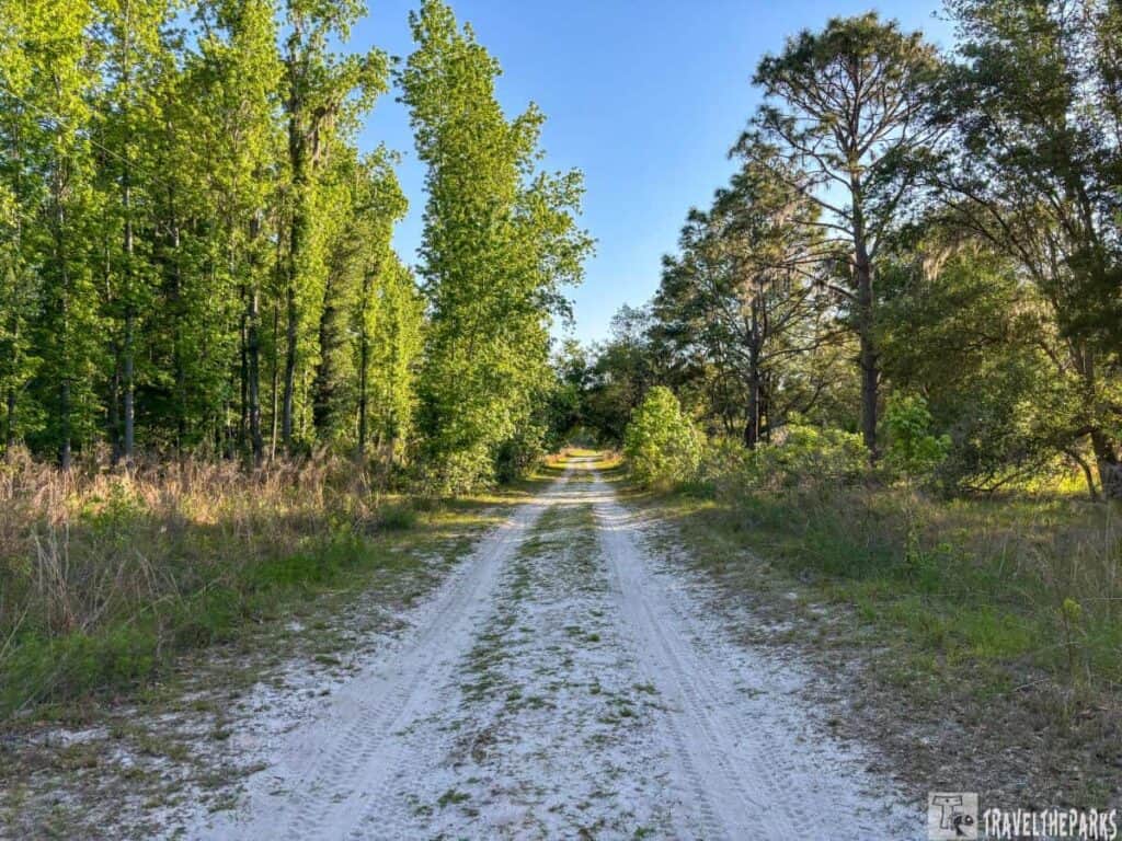 A dirt  Lake trail through a forested area with green trees and a clear sky at Paynes Prairie Preserve.