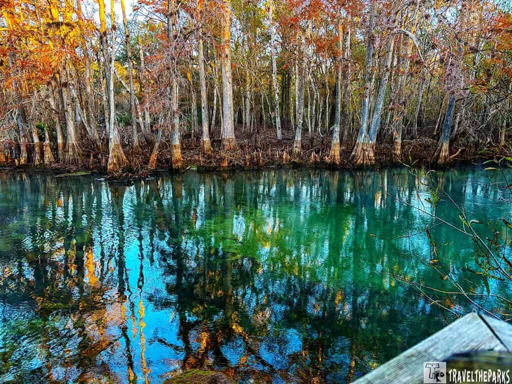 Reflections of trees in the clear water at Manatee Springs, with autumn foliage.