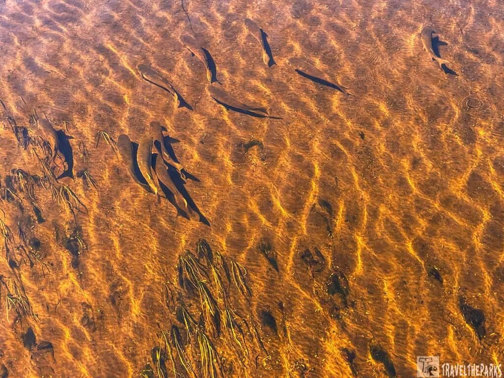 Fish swimming in clear shallow water with sunlight creating wavy patterns and shadows on the sandy bottom.