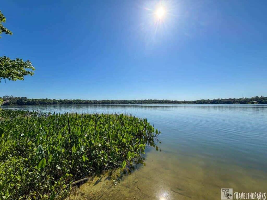 Sunny day at a lakeside with green plants in the foreground and a tree-lined horizon.