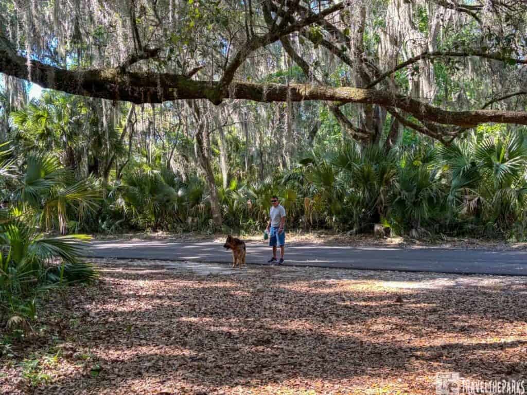 Man walking a dog under a large tree with Spanish moss in Paynes Prairie Preserve State Park.