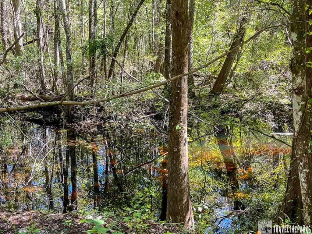 A forest scene with trees reflecting in a narrow stream.