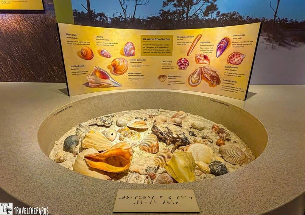 Exhibit showcasing various seashells in a sandy pit, with informative panels describing each type.