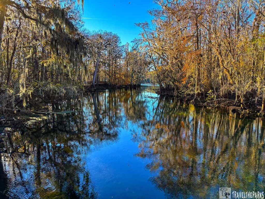 Serene waterway at Manatee Springs State Park lined with autumnal trees and hanging Spanish moss, under a clear blue sky.