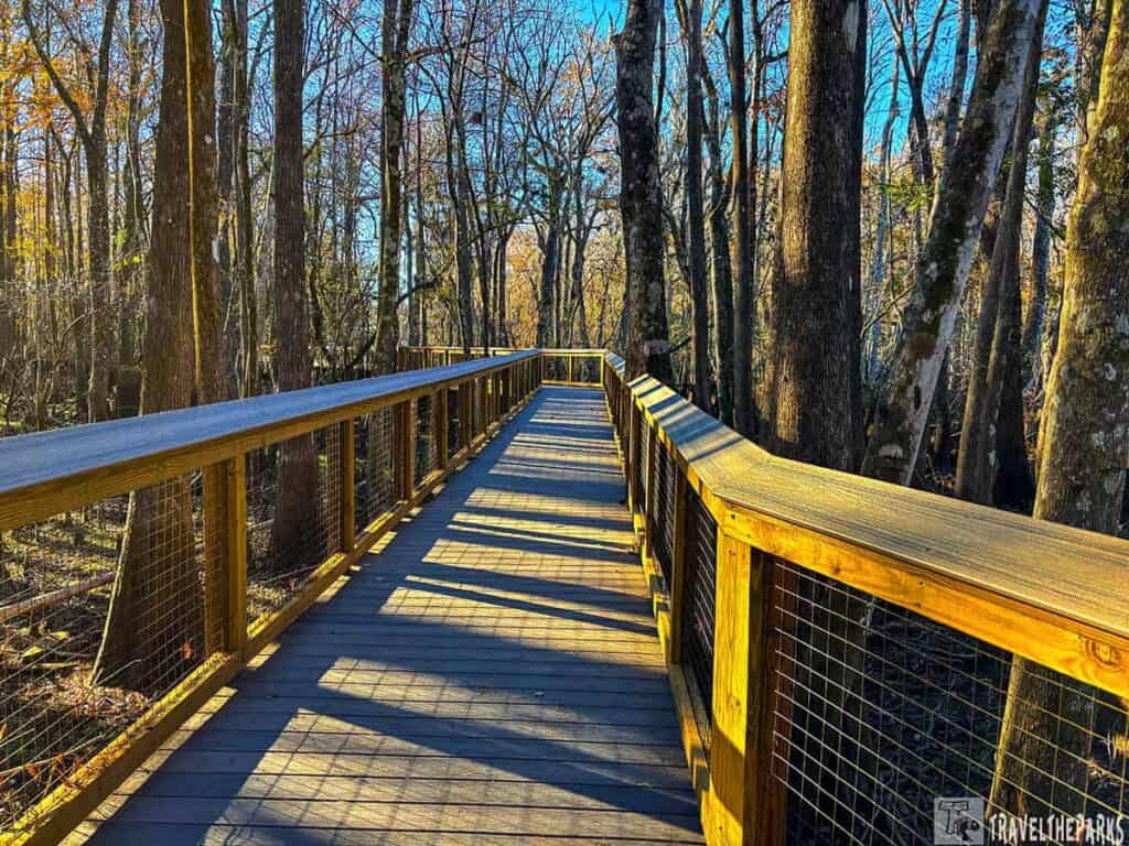 Suwannee River boardwalk through a forest with tall trees and autumn foliage, under clear blue skies.
