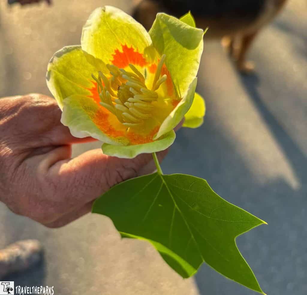 a close-up of a tulip poplar flower being held by a hand. The flower has light green petals with vibrant orange markings near the center. The flower's interior contains a cluster of elongated, pale yellow stamens surrounding a central pistil. Attached to the flower is a green leaf with distinct lobes and pointed tips. The background is out of focus, with a hint of a shadow on the ground and possibly an indistinct shape of an animal in the distance.