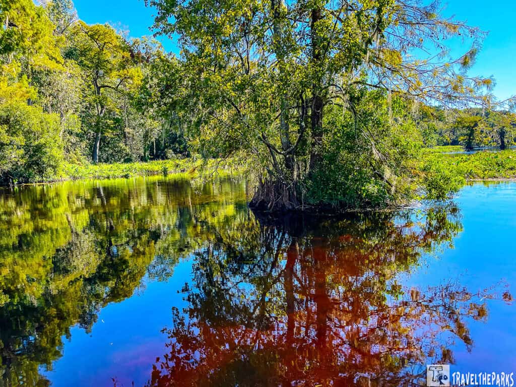 A tranquil view of water and cypress trees at Wakulla Springs State Park.