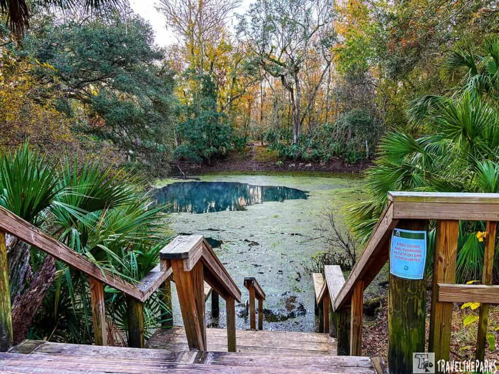 Wooden steps leading to a pond amidst dense foliage at Manatee Springs State Park.