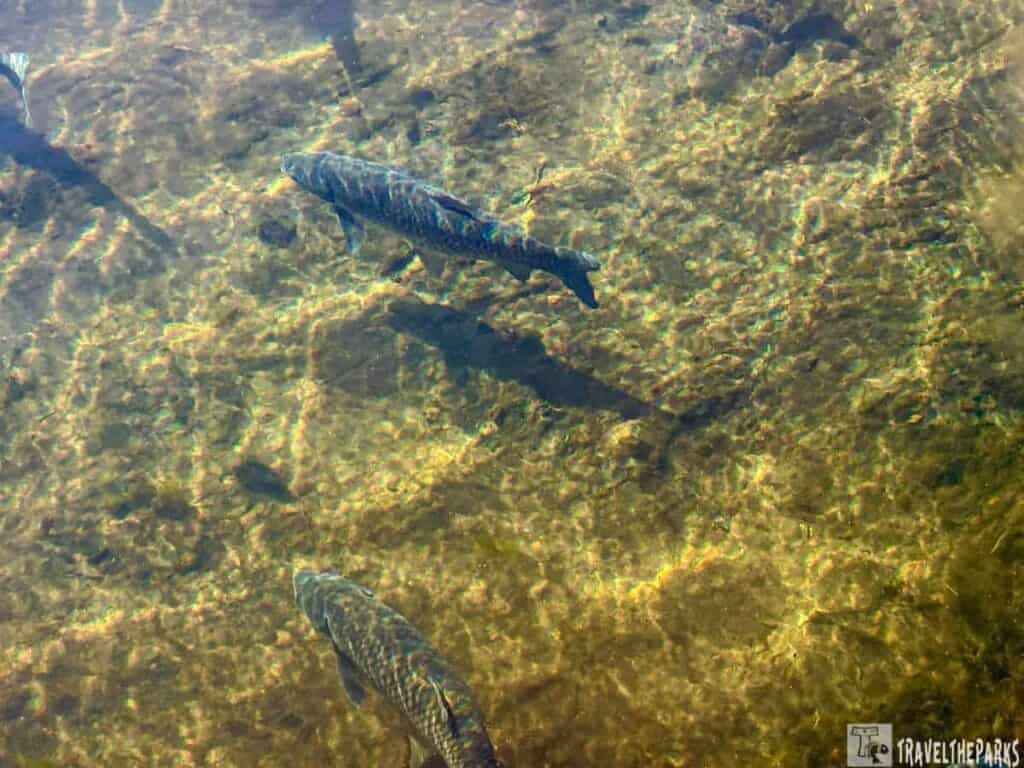 Mullet swimming in clear water with a sandy bottom.