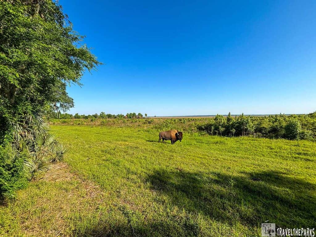 A lone bison standing in a grassy field under a clear blue sky.
