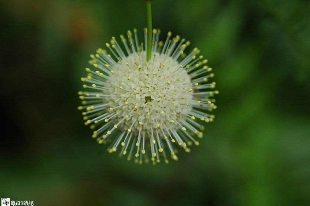 Close-up of a spherical flower with white petals and yellow-tipped filaments.