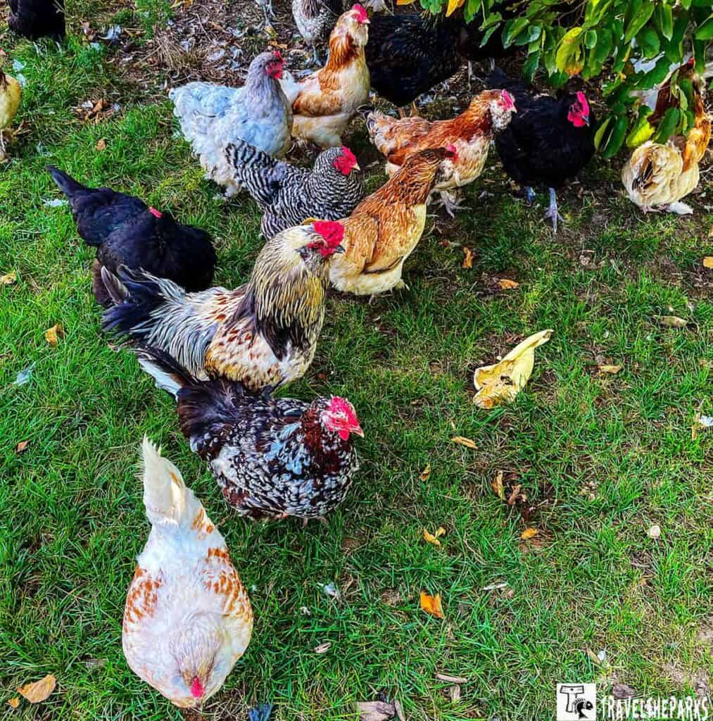 A group of colorful chickens foraging on grass with greenery in the background.