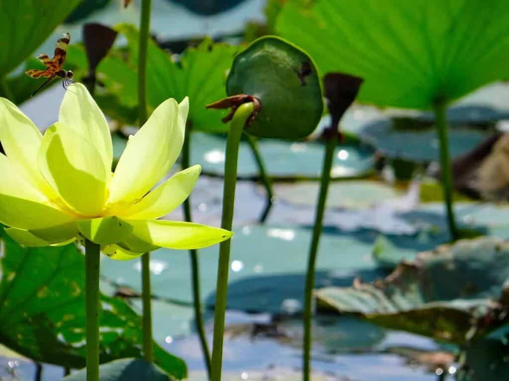A yellow lotus flower with a dragonfly on its petals, surrounded by green lily pads and leaves over water.