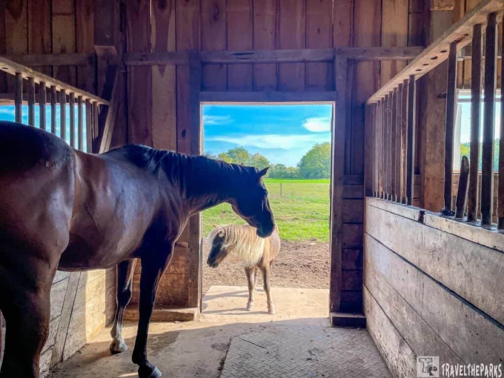A brown horse stands inside a wooden barn, facing a smaller horse outside in a sunny field.