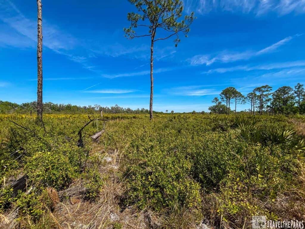 A flat landscape with scattered tall pine trees and dense green shrubs under a blue sky with wispy clouds.