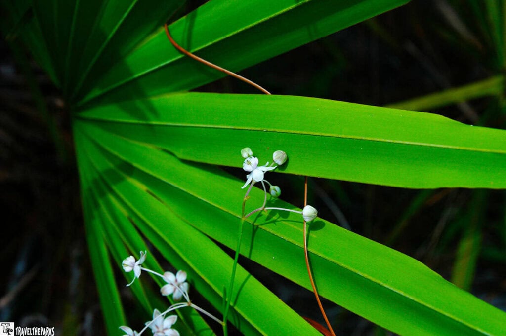 Close-up of a bright green palm leaf with small white flowers on brown stems.