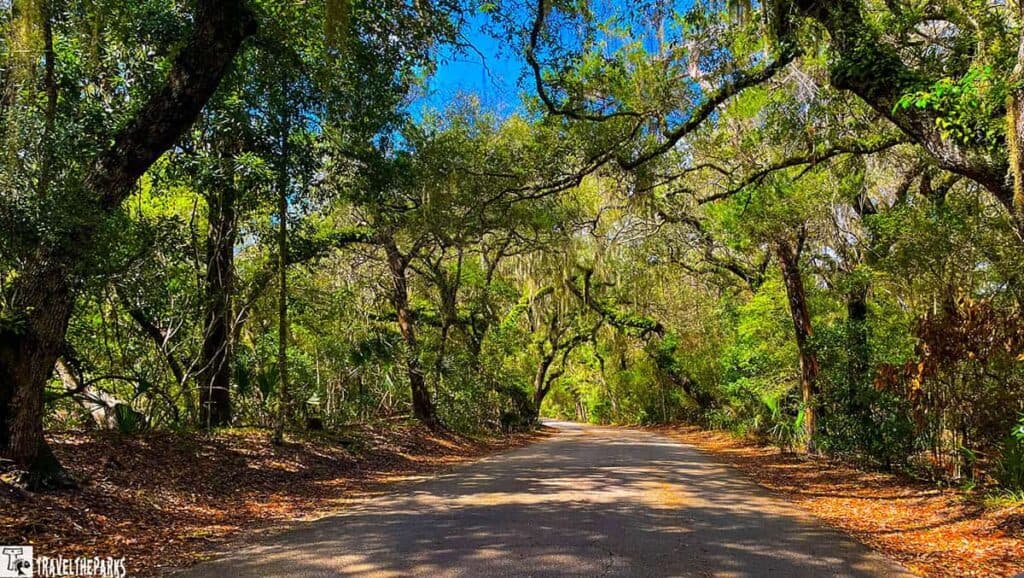 A paved road through a forest with arching trees and hanging Spanish moss in Fort Clinch State Park.