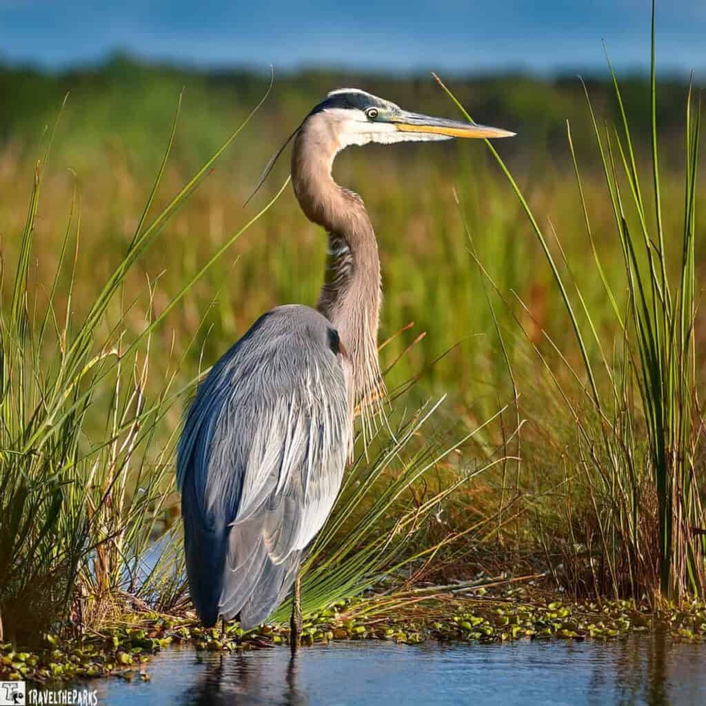 A great blue heron standing in a wetland, surrounded by tall grasses.