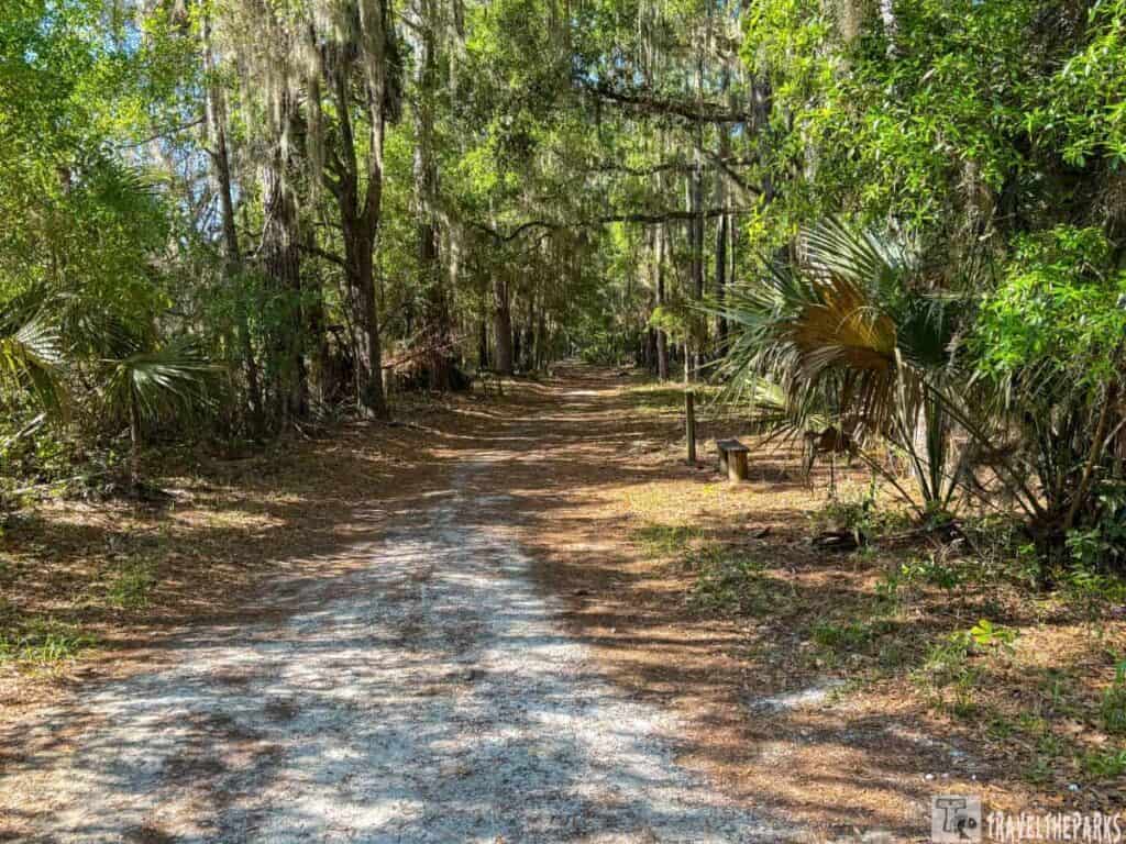 Jackson’s Gap Trail  path under a canopy of dense trees with sunlight filtering through.