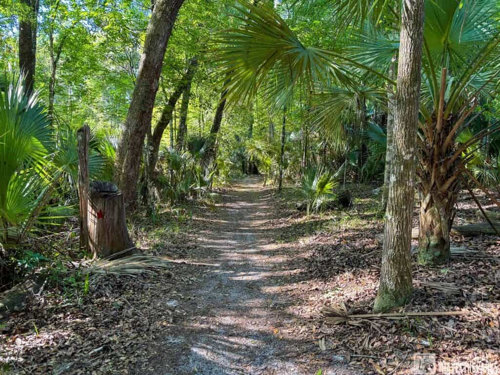 A forest trail surrounded by tall trees and palmetto plants with sunlight filtering through the leaves.
