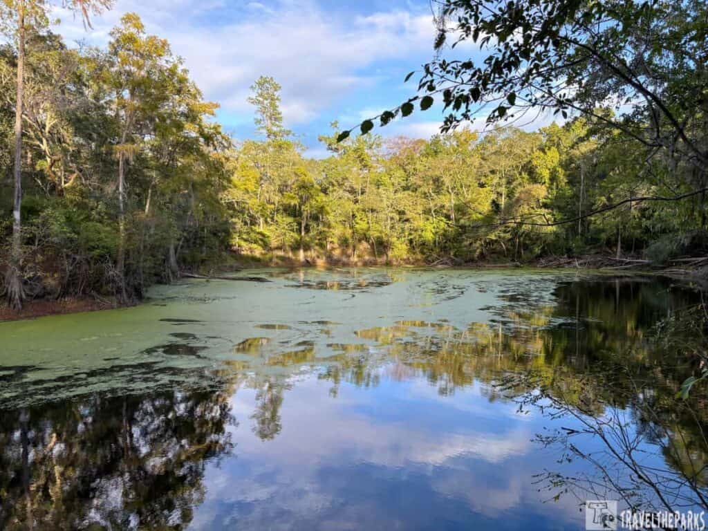 A reflective pond with algae in a forest at O'Leno State Park.

