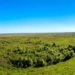 Wide view of Paynes Prairie with greenery and a tree in the foreground, under a clear blue sky.