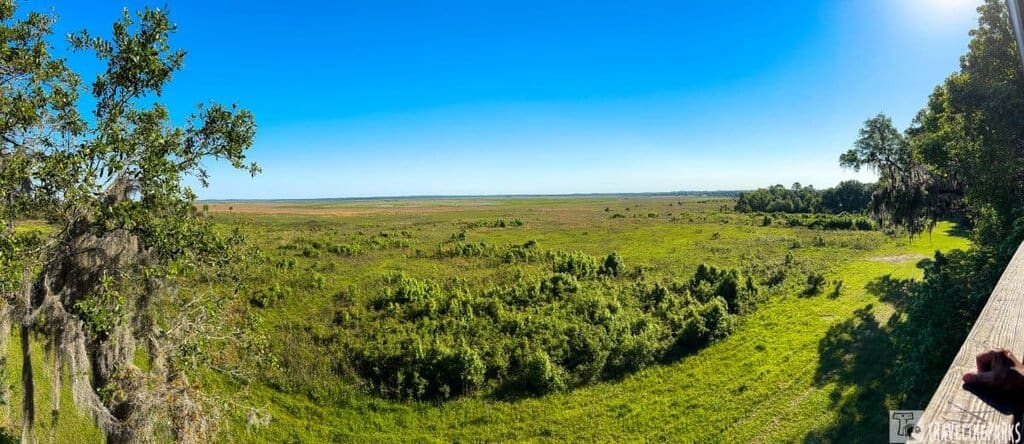 Wide view of Paynes Prairie with greenery and a tree in the foreground, under a clear blue sky.