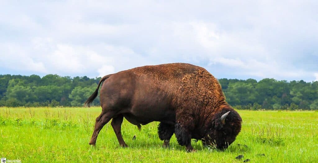 A bison grazing in a grassy field with a forest and cloudy sky in the background.