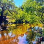 A scenic view of the Peace River with reflections of green trees and blue sky at Paynes Creek State Historic Park.