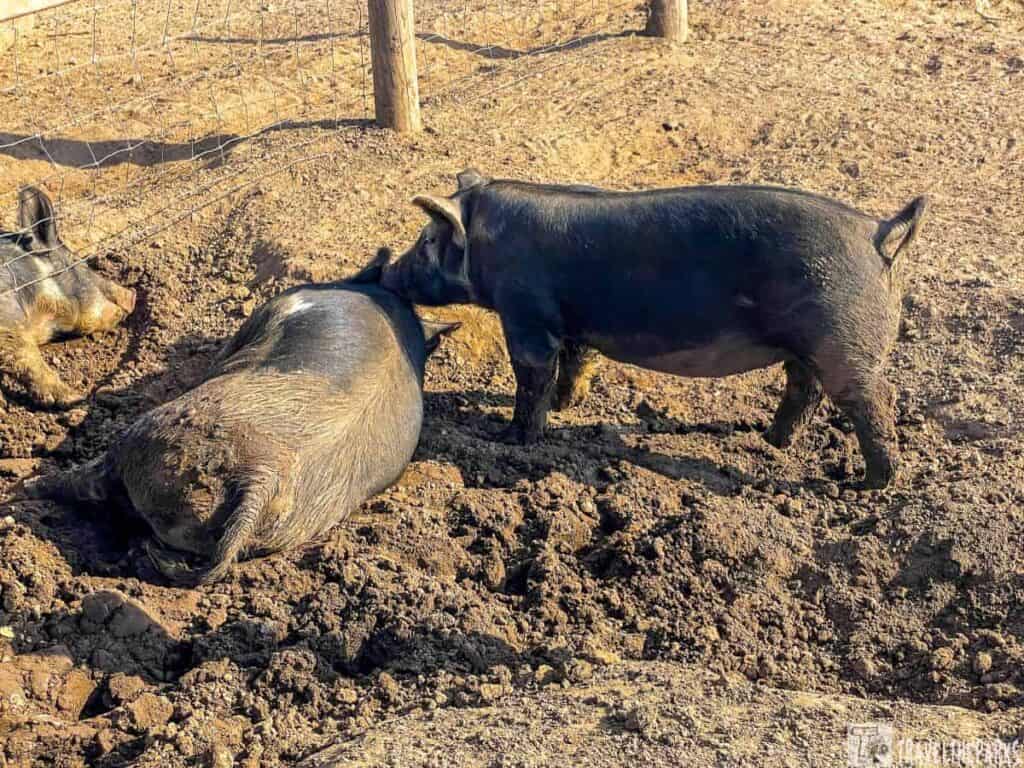 Two black pigs in a muddy fenced enclosure, one lying down and the other standing close by.