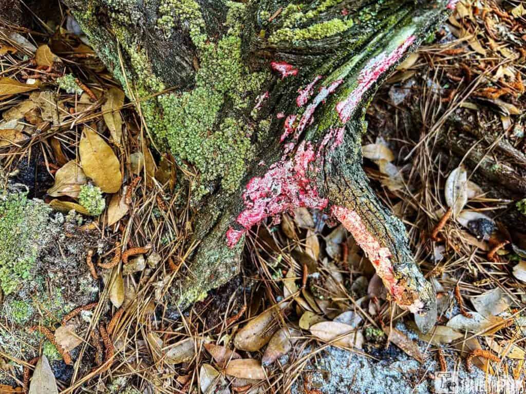 Tree root with pink  lichen and green mosses surrounded by dry leaves and pine needles.