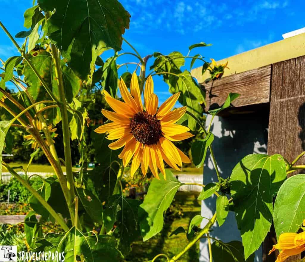 Yellow sunflower with green leaves against a blue sky and wooden structure.