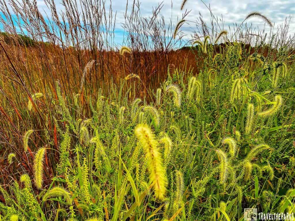 A field with green plants and tall brown grasses under a blue sky.